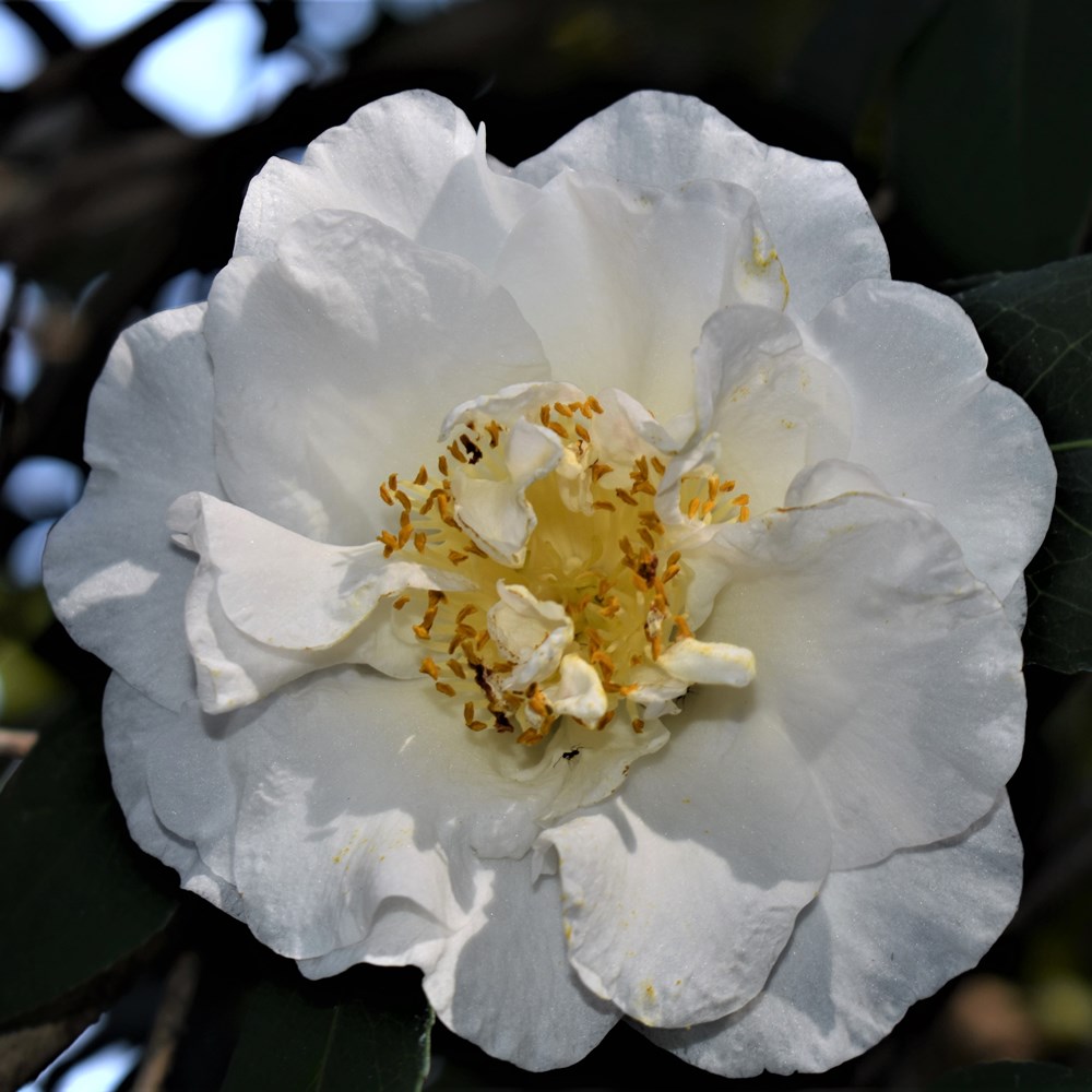 Charlotte Hoak | American Camellia Society