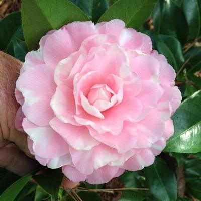 Cile Mitchell Variegated | American Camellia Society