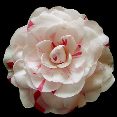 Delphine Johnson | American Camellia Society