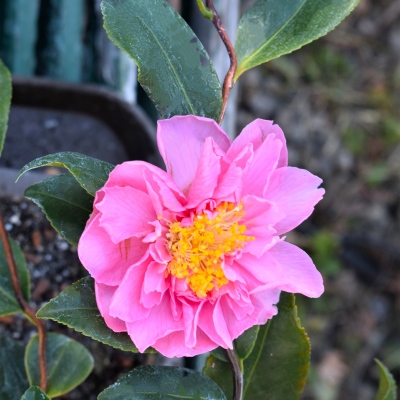 Egao Corkscrew | American Camellia Society