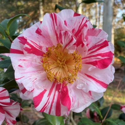 Ferris Wheel | American Camellia Society