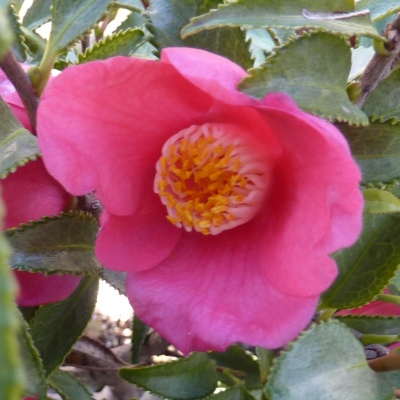 Gin'yo´-tsubaki (Silver Leaf Camellia)