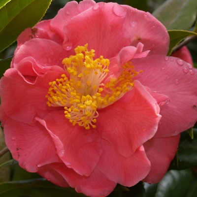 Hazel E. Herrin | American Camellia Society