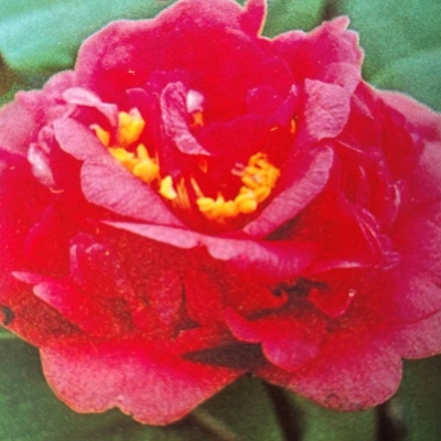 Heimudan (Dark Peony)