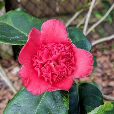 Kifukurin-benikarako - Yellow Bordered Red Anemone