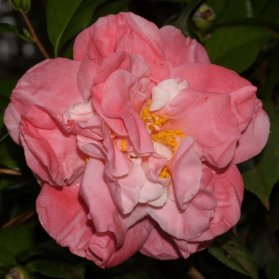 Lady Eva | American Camellia Society