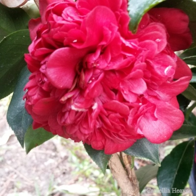 Mary Allen Sargent | American Camellia Society