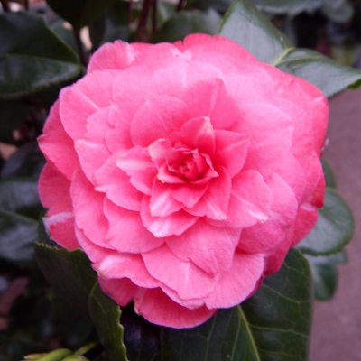 Princess Baciocchi | American Camellia Society