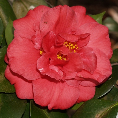 St. Andre | American Camellia Society